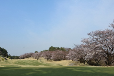 12番ホールの桜